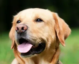 Video: Labrador Fred adopteert 9 kuikentjes en de beelden zijn superschattig!