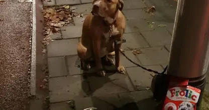 Hartverscheurend: Wanhopige jongen laat hond achter en verdwijnt