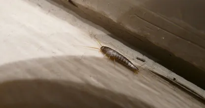 Do you have silverfish in your home? THIS is how to easily get rid of them!