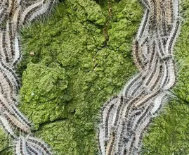 Zo herken je bulten van de eikenprocessierups en bestrijd je die dieren