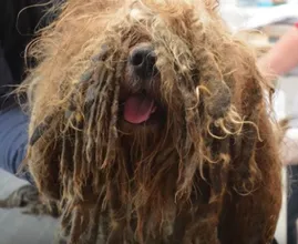 Amazing: neglected dog Bob undergoes a complete metamorphosis