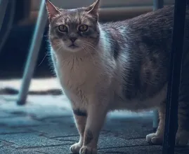 De reden waarom je kat je volgt als je naar de wc gaat