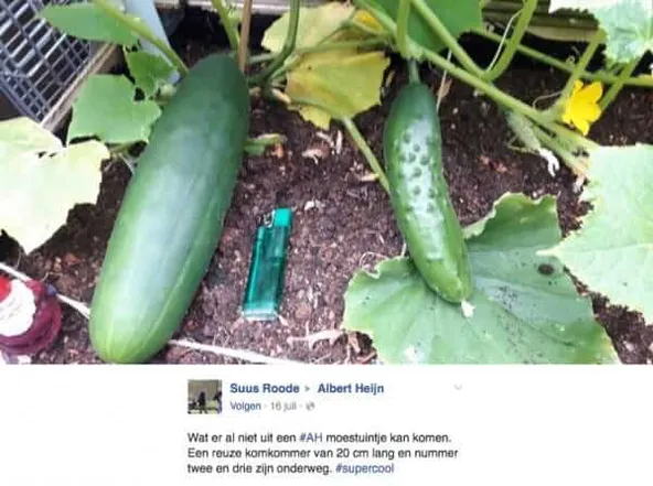 komkommer1