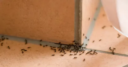 Heb je last van mieren in huis? Zo kom je er makkelijk vanaf