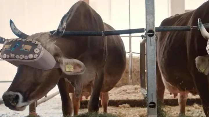 Les vaches russes portent des casques de réalité virtuelle pour réduire leur stress