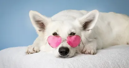 Oudste hond ooit dit weekend 31 jaar geworden