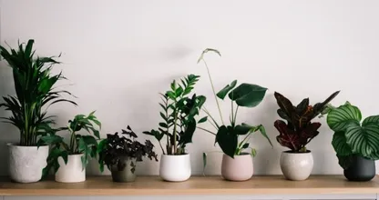 Zo kies je de meest geschikte plantenpot voor je kamerplant