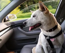 Om deze reden moet je je hond nooit op de bijrijdersstoel laten zitten