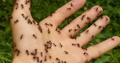 Help, een mierenplaag! Zo kom je er snel en super effectief van af!