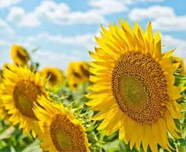 Fantastisch nieuws: eind van de week wordt het prachtig zomerweer!