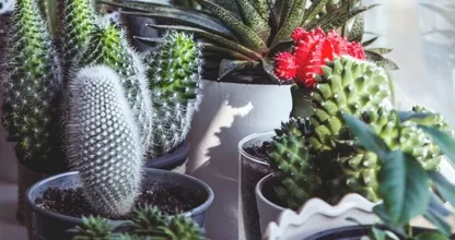 Handig: 4 tekenen dat het tijd is om je plant te verpotten