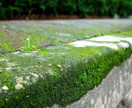 Empêcher les mauvaises herbes de pousser ? Avec cette astuce, ce ne sera pas long ! Super pratique !