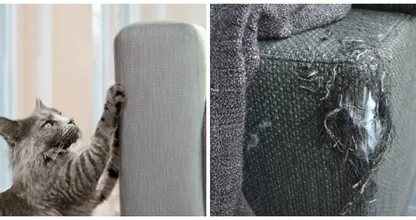 Does your cat always scratch your sofa? THIS is how you make sure he won't anymore!