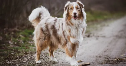 Je hond laten loslopen in deze gebieden kan je vanaf nu een boete tot 700 euro opleveren