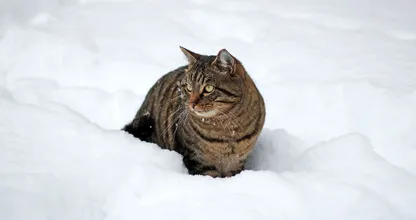 Kat die urenlang bij -12 in de sneeuw lag, leeft wonder boven wonder nog