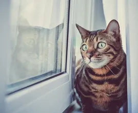 Dierenbescherming waarschuwt kattenbaasjes: 'Heb je een kiepraam? Zorg voor raambeveiliging'