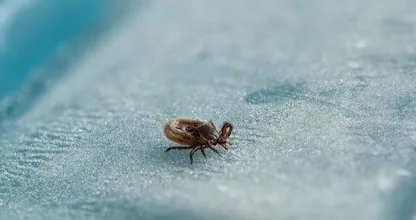 RIVM waarschuwt voor teken: ‘Zo’n beest komt zelden alleen’