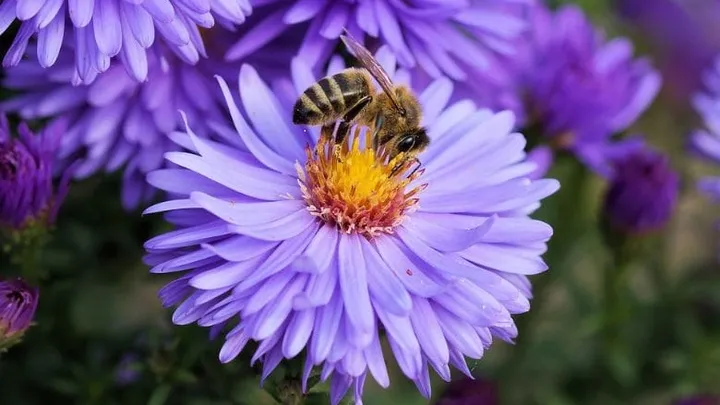 A salvo las abejas: todos deberían poner una cucharada de azúcar en su jardín