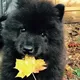Une famille a acheté un chien, mais le vétérinaire a appelé la police dès qu'il l'a vu.