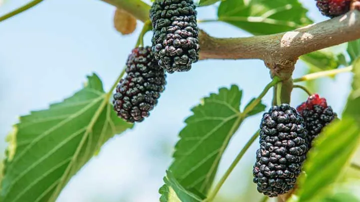 20 Fruits You May Never Have Heard Of