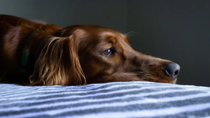 Onderzoek toont aan: hierdoor kan je hond depressief worden