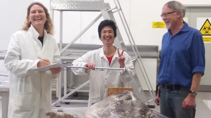 Massive, Mysterious Sea Monster Found on California Beach Stumps Scientists