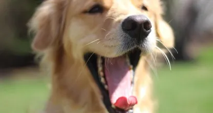 Dit is dus waarom de neus van je hond altijd nat is