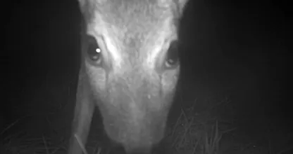 Wat schattig! DEZE dieren scharrelen 's nachts door jouw achtertuin als jij ligt te snurken...!