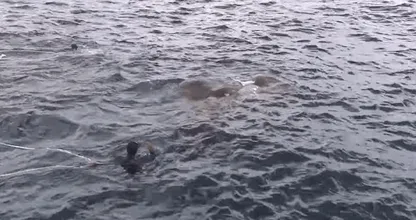 La Marine se retrouve face à face avec une créature massive dans l’eau