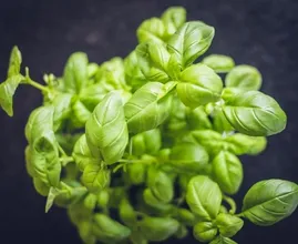 Eerste hulp bij basilicumplantjes uit de supermarkt