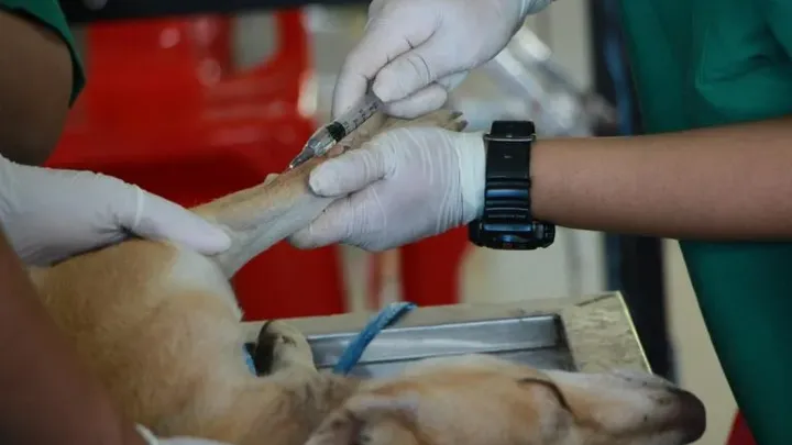 19 gängige Gegenstände, die für Hunde giftig sin