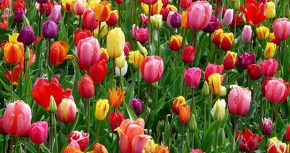 Dit vertelt de kleur van de tulpen die jij kiest over jou als persoon