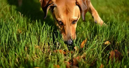 5 Natural Anti-Tick Tricks Veterinarians Are Raving About