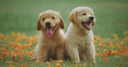 Onderzoek: opvoeden van een puppy is net zo zwaar als opvoeden van een kind