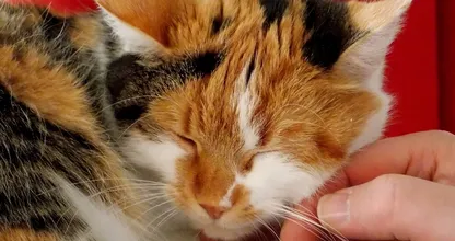 Katzenschnurren hat diese unglaubliche Wirkung auf den menschlichen Körper!