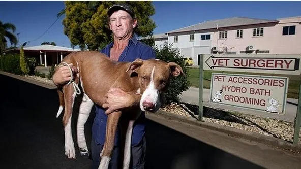 Wauw, deze hond wordt gepakt door een krokodil, wat de man vervolgens doet is echt ongelofelijk!