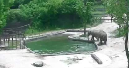 Dit olifantje valt in diep water en komt er op een hele bijzondere manier weer uit!