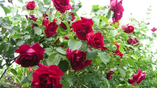 Tus rosas crecerán y prosperarán usando un tallo y una patata