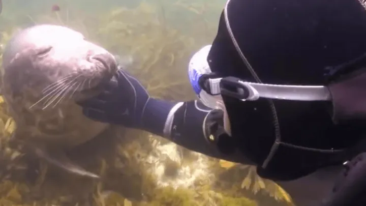 Mergulhador não entendia o que a foca queria até que o animal agarrou sua mão