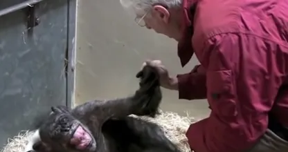  Vídeo conmovedor: Este chimpancé de 59 años se despide de un viejo amigo