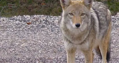 Dit wolfje werd aangereden en wat er dan gebeurt is heel bijzonder!