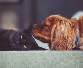 Overal in je huis dierenhaar? Dit is wat je eraan kunt doen