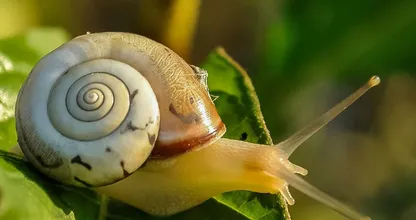 Zo weer je slakken uit je tuin