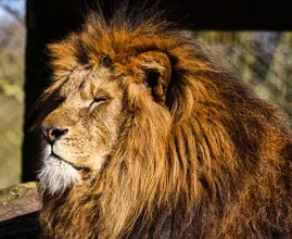 Leeuwen weg uit Artis, maar toch niet naar Zuid-Frankrijk