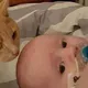 Deze kat weigert de zijde van een doodzieke baby te verlaten.... Wij smelten, zó lief dit!