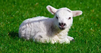 Getuigen gezocht: lammetje van één uur oud gestolen in Drenthe