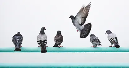 Entérate: así es como liberas tu hogar de las palomas