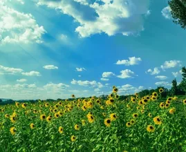 Het weer in september: krijgen we nog een mooie nazomer?
