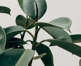 Plantenliefhebbers verzamelen! Planten met donkere bladen zijn in 