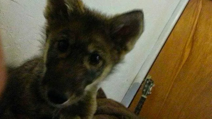 Man takes cute “puppy” home with him, which turns out to be a dangerous mistake